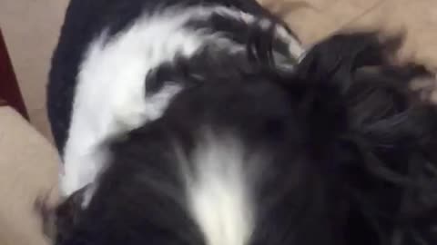 Black and brown dog shaking head in slow motion