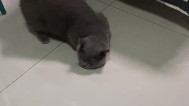 Make way for cat sucking