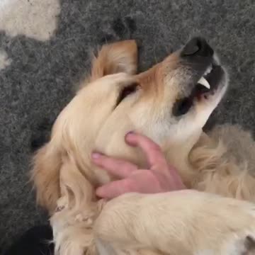 Vega The dog activate snaggle tooth spot