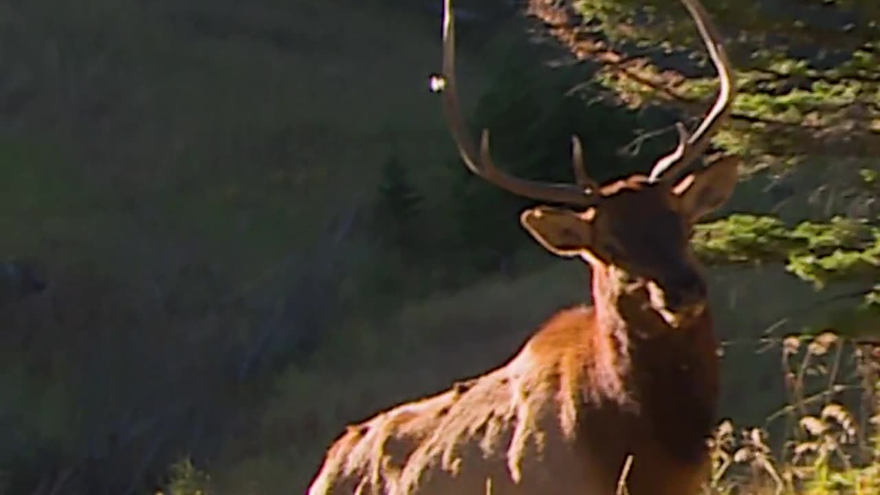 Have you ever been this close to a bugle before? What has been your closest encounter with elk?