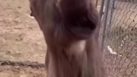 Hilarious Goat Antics: The Funniest Goat Videos!