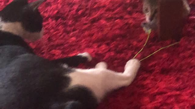 Cats playing together under table