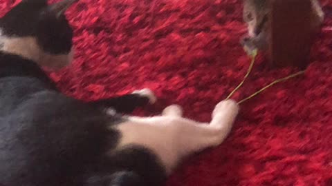 Cats playing together under table