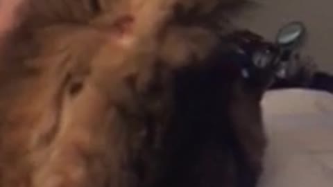 Cat sticks butt in air pet