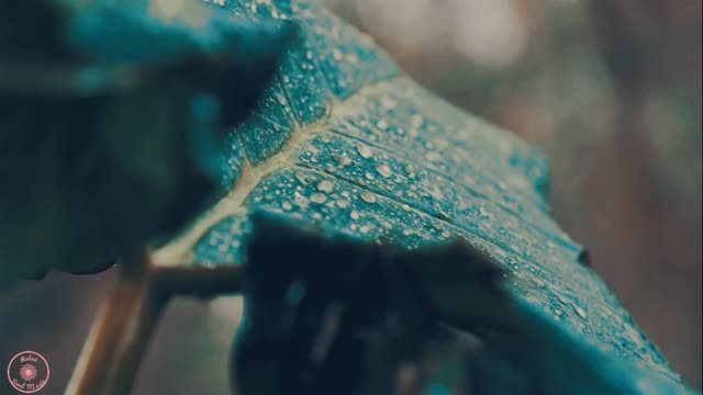 SOUNDS OF NATURE MAKES YOU RELAX AND SLEEP