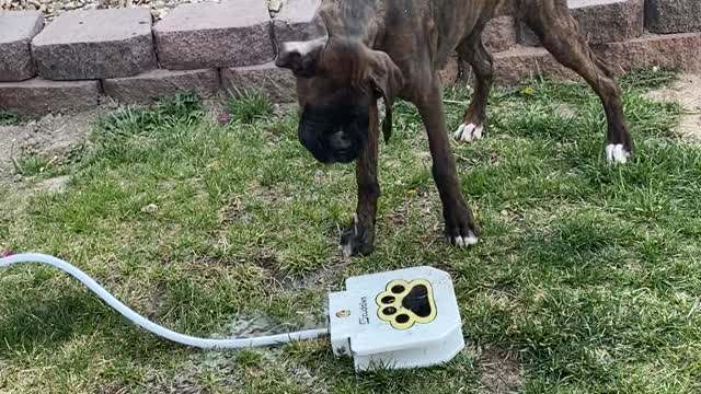 Tessa The Boxer Figuring Out The Pawcet