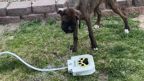 Tessa The Boxer Figuring Out The Pawcet