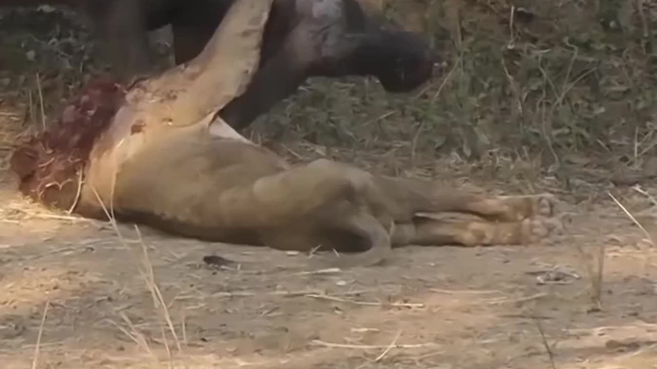 A CRITICAL SITUATION OF THE ANIMALS WORLD