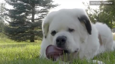 Conheça o cão com a maior língua do mundo