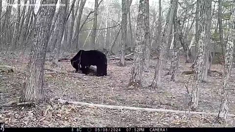 Himalayan Black Bear Claims the Deer Kill 🐻🐯🦌