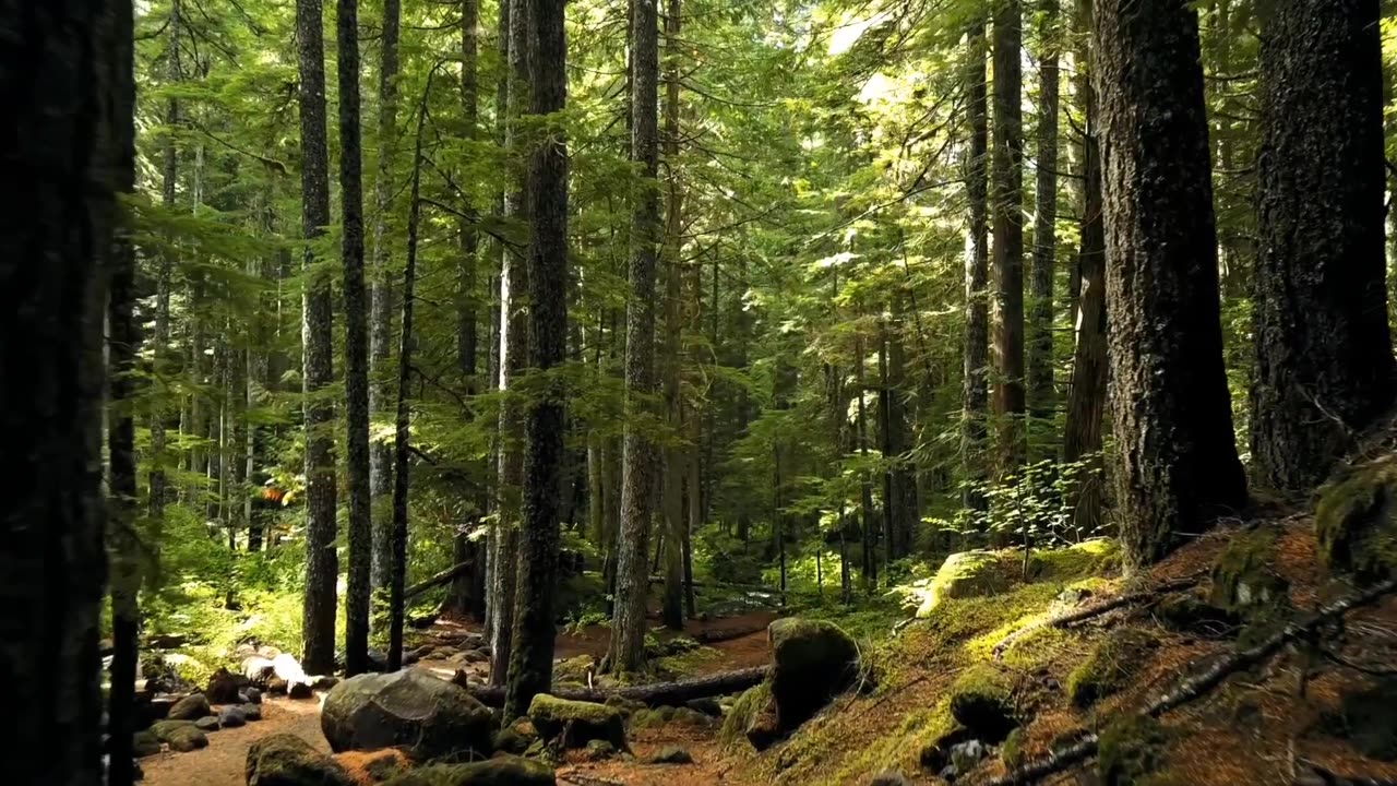 Natural video and relax music