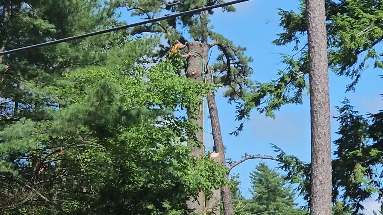 Tree Cutting Whiplash