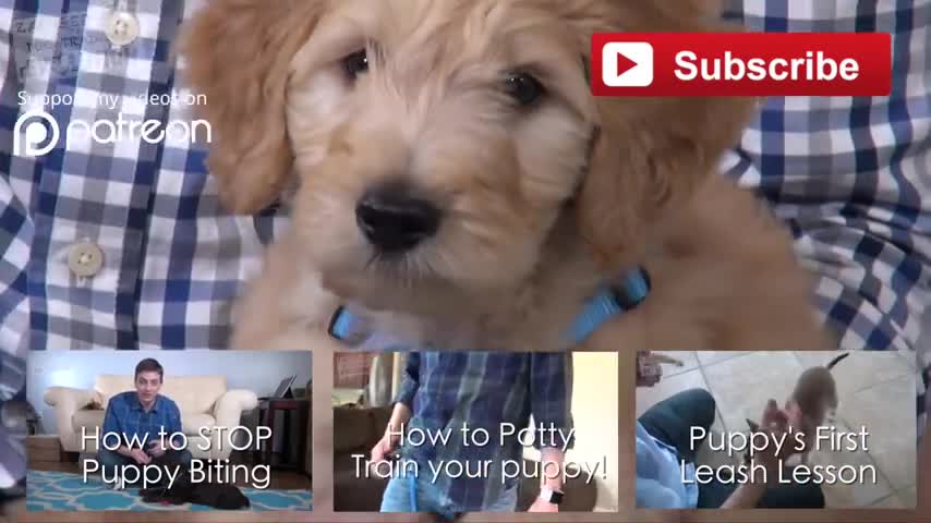 3 Easy Things to Teach your lovely puppy