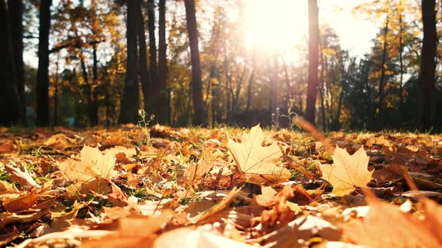 Beautiful Autumn Day 4K String Quartet - Mozart & Bach - Benefit a Charity