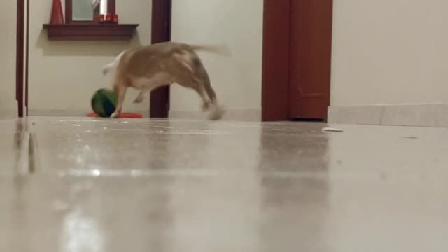 😂 Cute and Funny dog plays catch with basketball 😍