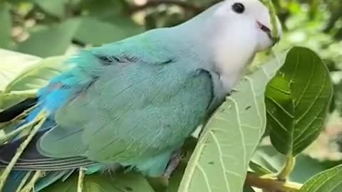 The parrot who dreamed of being a peacock