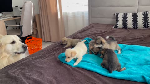 Golden Retriever meets puppies for the first time