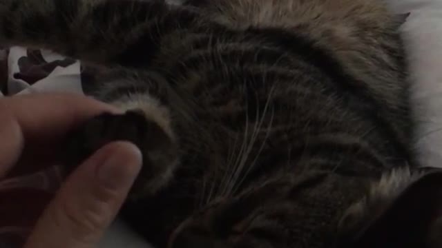 Brown cat sits on white blanket while owner touches his paw