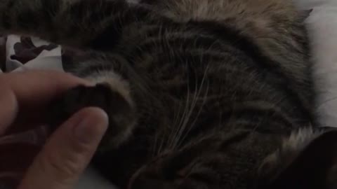 Brown cat sits on white blanket while owner touches his paw