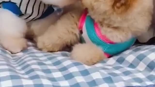 Cute little puppies loving each other