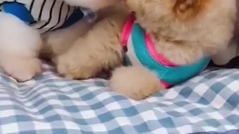 Cute little puppies loving each other