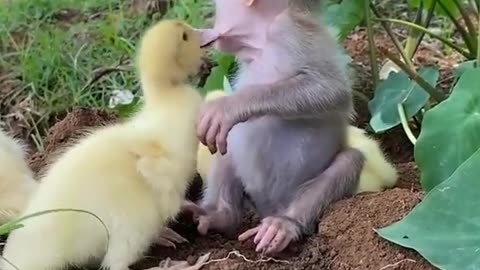 Monkey and chicks