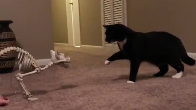 Cat remarkably startled by harmless object