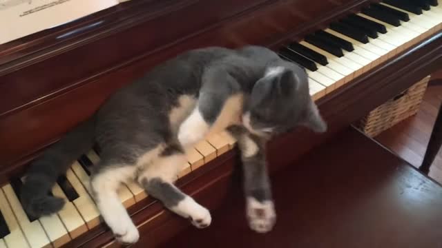 Funny Cat Playing Piano Composes And music play cat Own Song - Funny Cat video<br>