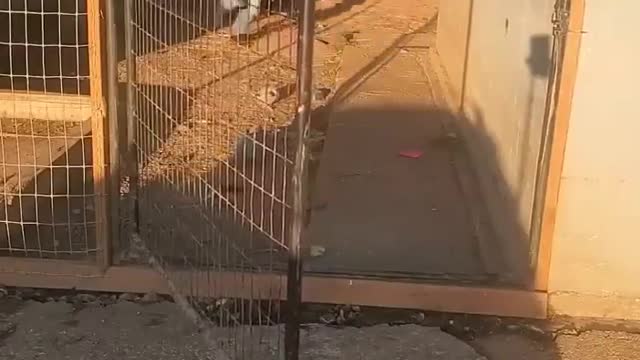 Guy fail to escaped not once but twice #meme