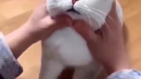 Cat gives firt