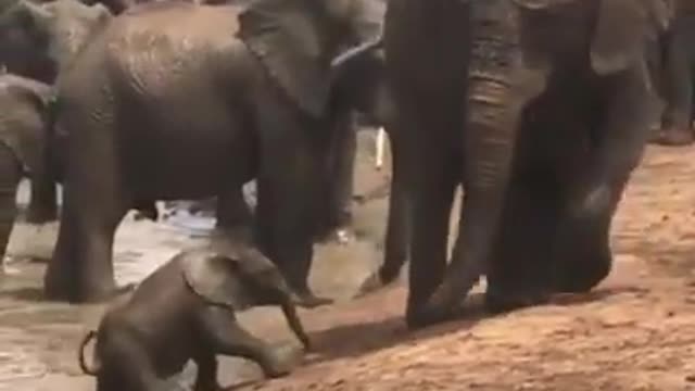 It is so Slippy,Watch this Beautiful Video of a Mother and Baby Elephant