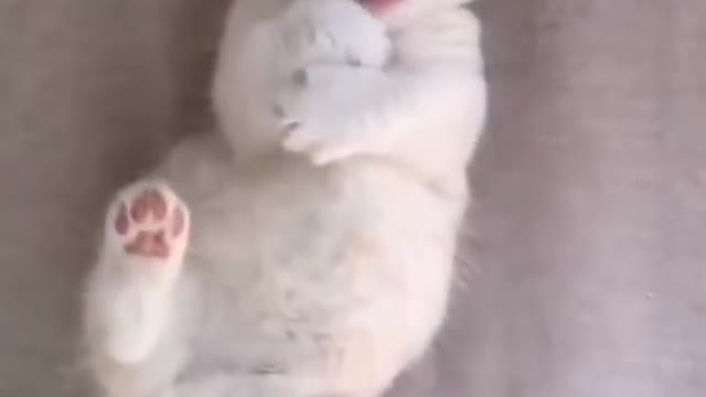 Funny cat, funny animals