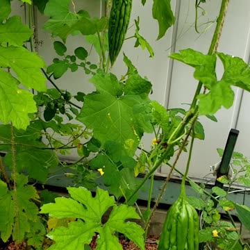 Growing Green Skin Bitter Gourd 2024