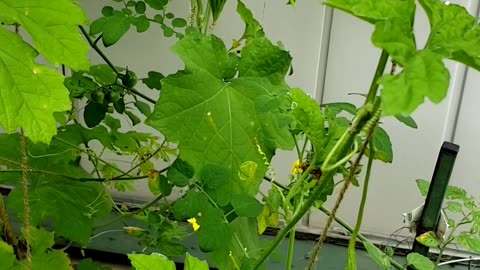 Growing Green Skin Bitter Gourd 2024