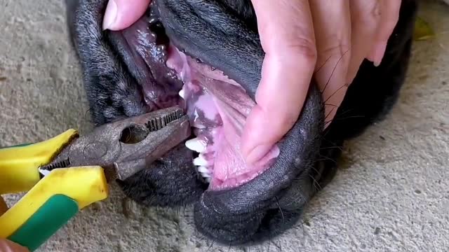 Extraction of teeth for dogs