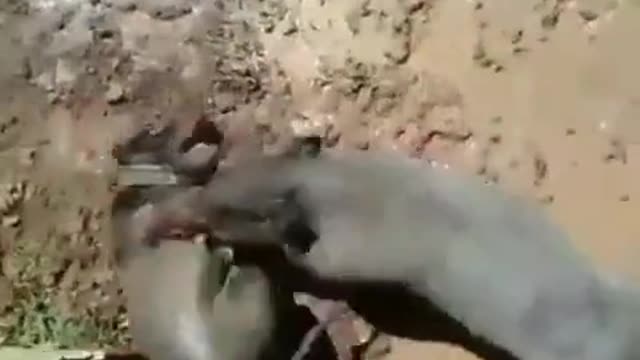 Pig vs dog