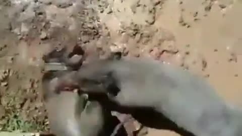 Pig vs dog