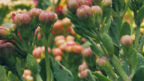 Bunches of unopened flowers