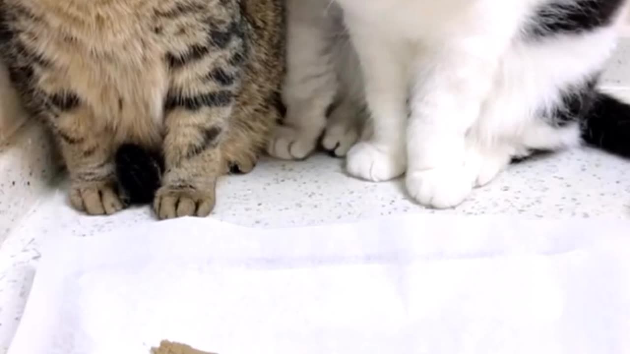Pet Animals