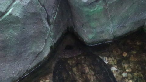 Alligator turtle