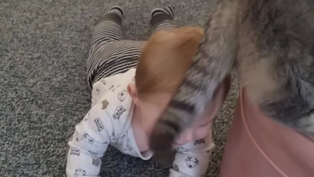 When Cats and Babies Play Together First time - Funny Fails Video