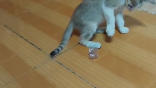 the cat also knows how to play