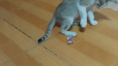 the cat also knows how to play