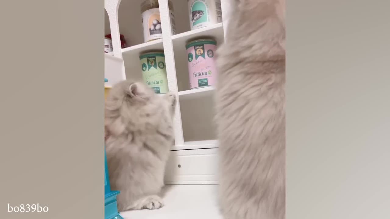 Compilation of the cutest kittens of this year