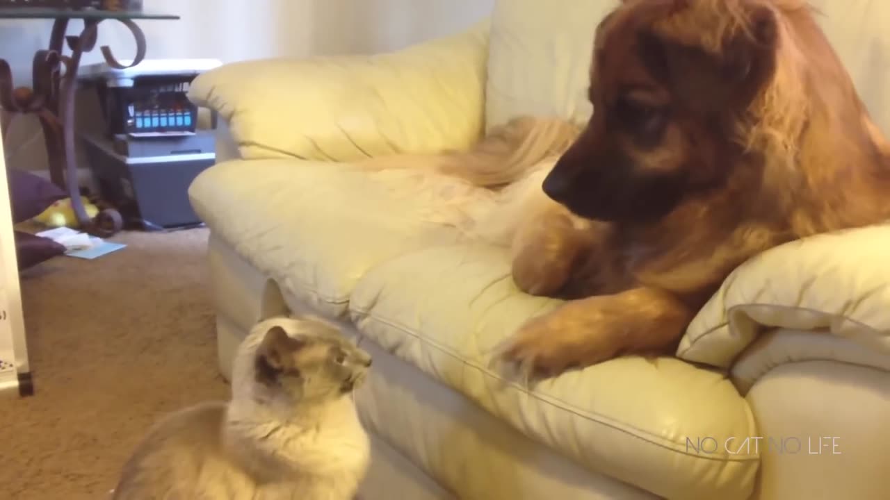 Funny Cats and Dogs Compilation