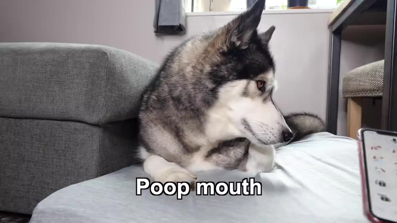 Testing dog translator