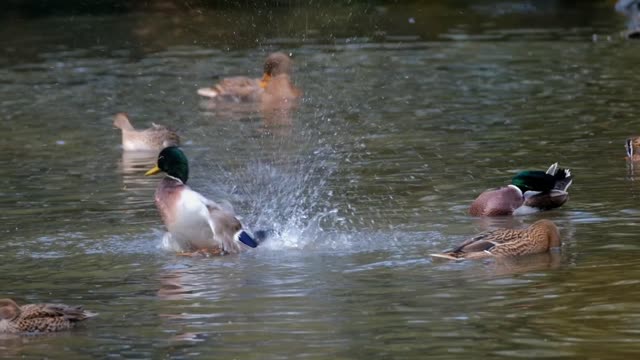 Coin Coin le canard trop curieux