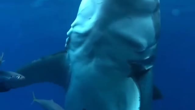 The great white raw power MEGALODON 🦈