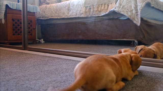 This dog is playing with the mirror !