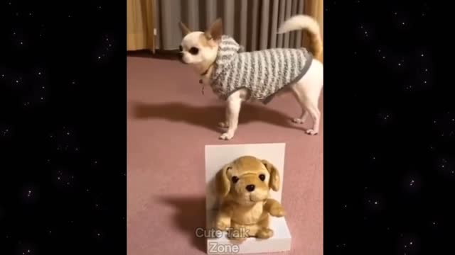 Cute And Funny Pets